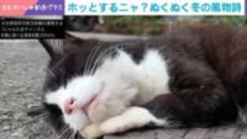 「ずっと見ていたい」温泉が流れるマンホールの上で“ぬくぬく”熟睡する猫の姿が話題