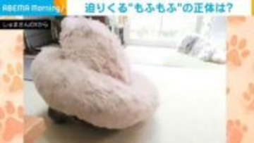 リビングに“謎の生命体”？ふわっとした丸いフォルムの正体に「出てきたときの顔が誇らしげでかわいい〜」と反響