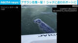 「シャチの群れに追われ…アザラシが間一髪で難を逃れる瞬間 米・ワシントン州」の画像1