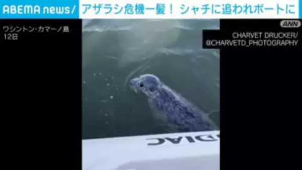 シャチの群れに追われ…アザラシが間一髪で難を逃れる瞬間 米・ワシントン州