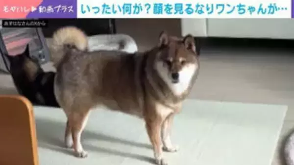 顔を見るなりワンちゃんが…尻尾を下げる柴犬の姿に「なんかやらかしたな」と反響続々