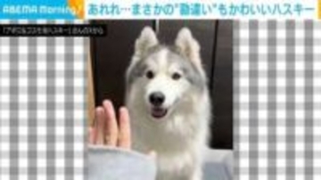 飼い主とハイタッチ…ではなく、“想定外の動き”をするハスキーに「かわいいからヨシ！」と反響