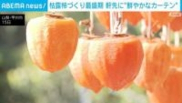 枯露柿づくり最盛期に 農家の軒先には鮮やかな柿のカーテン