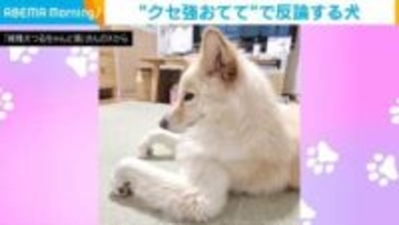 おやつ断られてフンッ！不服そうな犬の“クセ強おてて”に「強い意思を感じます!!」と反響