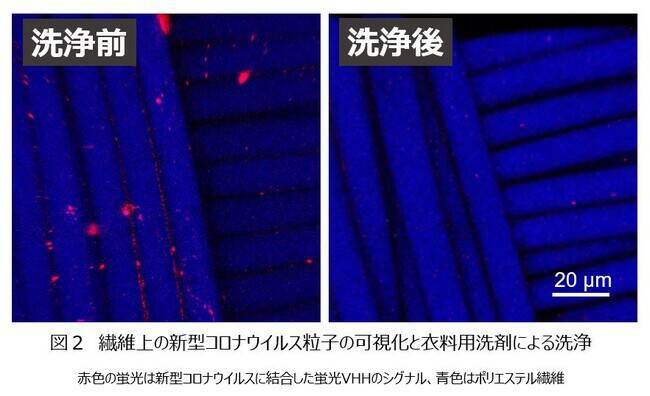 花王、繊維に付着した新型コロナウイルスを可視化できる可能性を共同発見　VHH抗体と高輝度蛍光タンパク質を連結