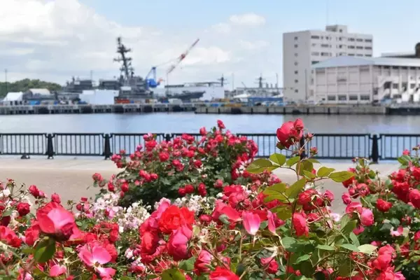神奈川県「横須賀市ヴェルニー公園」、「春のローズフェスタ」開催へ　約130種類1,300株の「春バラ」が続々開花