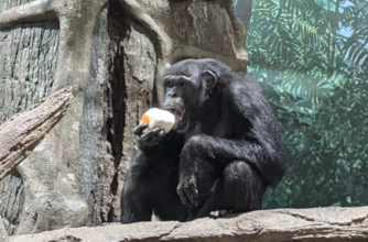ザ・カハラ・ホテル＆リゾート横浜、余り食材をよこはま動物園ズーラシアへ提供　食品ロス削減や資源循環の理解を促進