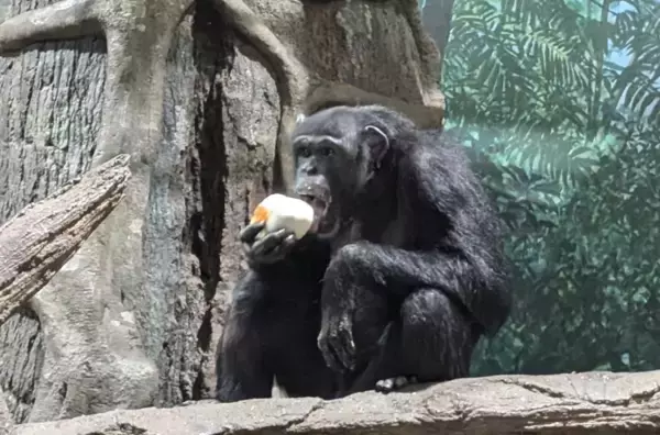 ザ・カハラ・ホテル＆リゾート横浜、余り食材をよこはま動物園ズーラシアへ提供　食品ロス削減や資源循環の理解を促進