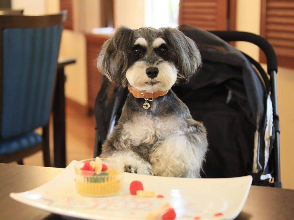 神奈川県箱根に愛犬と泊まれる温泉旅館「ゆるり箱根with DOGS」が8月オープン　ドックランや貸切風呂を完備　宿泊予約受付を開始