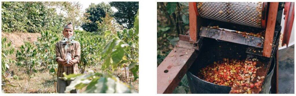 コーヒー農園で廃棄される「コーヒーの実」を活用したチェリーシロップが11月22日から先行販売