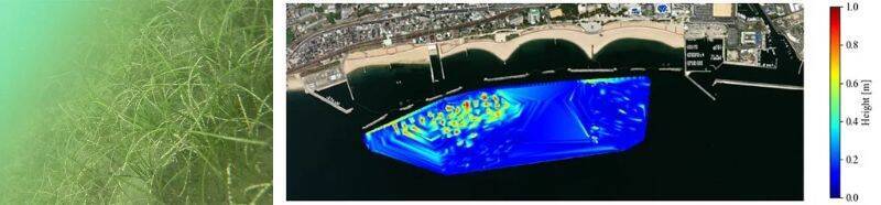 古野電気、神戸市須磨海岸沖で「Suma豊かな海ネットワーク」とブルーカーボン活動で協業　豊かな海づくりを支援