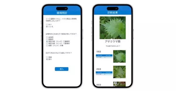 ミライ農園、シソの病害虫を判別するAI診断技術を開発　症例画像などを元に平均精度94％を実現