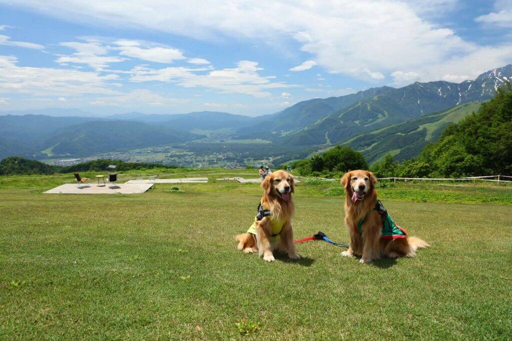 白馬岩岳マウンテンリゾート、2期連続でグリーンシーズンの来場者数が過去最高を記録　2022年は前年比149％の約20万人