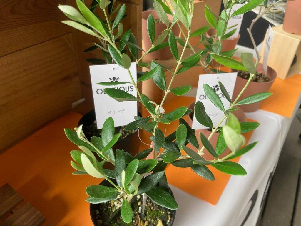 オリビアスとクリエイティブヘッズ、都市型オリーブ活性化モデルを共同開発　東京都大田区で体験型事業開始