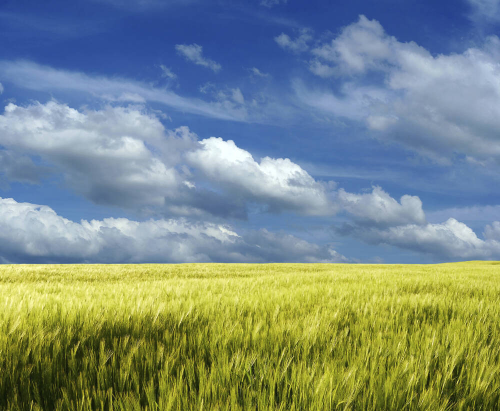 サントリーグループ、イギリスで再生農業による「麦芽用大麦」調達に向け取り組み開始　FFS社らと協働