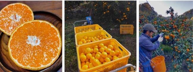 ソウゾウ、「メルカリShopsアワード2022 上半期」発表