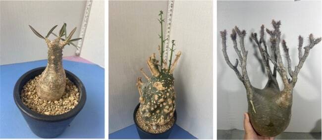 ソウゾウ、「メルカリShopsアワード2022 上半期」発表