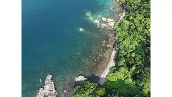 東京海上アセット、出光興産・商船三井と藻場再生によるブルーカーボン活用の実証を開始