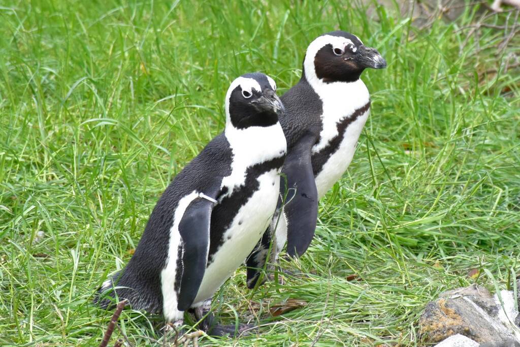 静岡県伊東市の伊豆シャボテン動物公園に新エリアが登場　「モンキーテラス」が6月、「ふれあい乗馬牧場」が7月オープン
