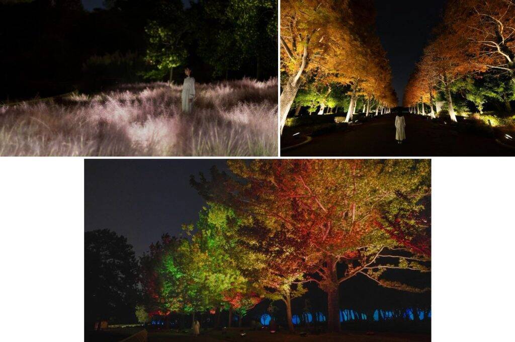 大阪・長居植物園「チームラボ ボタニカルガーデン 大阪」、コスモスが光り輝く作品が登場　10月31日より