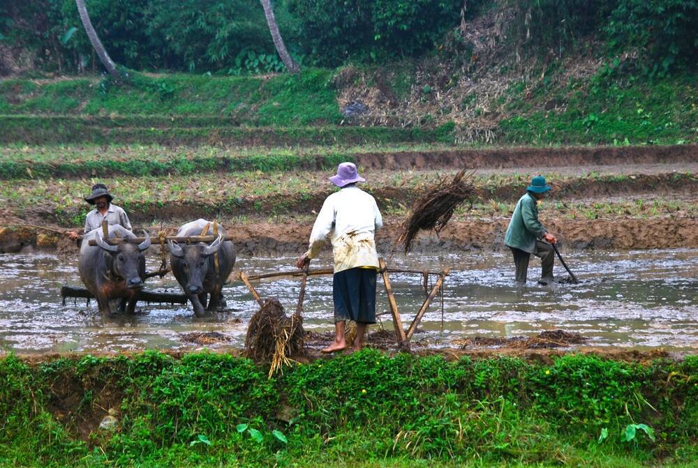 約90兆円市場インドのアグリテック最前線とインドの農業事情