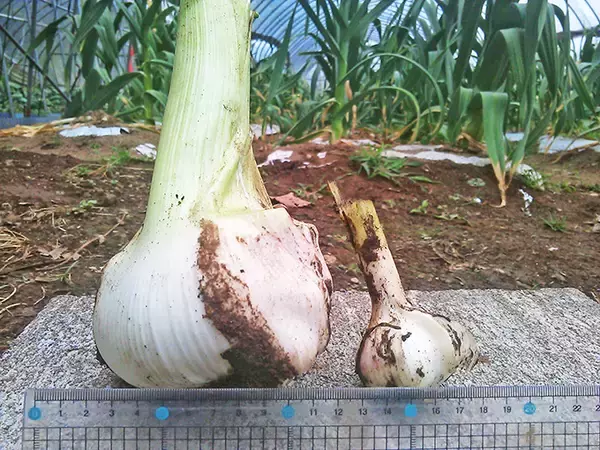 夢は「1個で重さ1キロ」のにんにく収穫　熊本名物「おぐにんにく」誕生の背景
