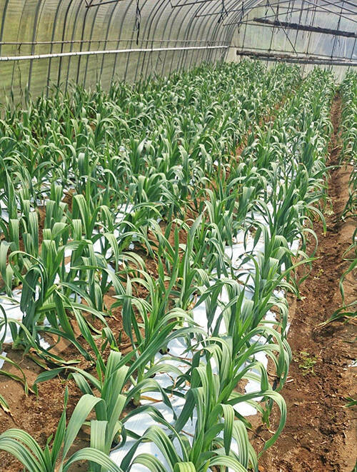 夢は「1個で重さ1キロ」のにんにく収穫　熊本名物「おぐにんにく」誕生の背景