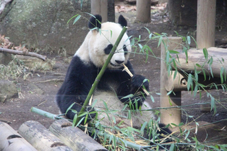パンダが竹しか食べない「深い理由」