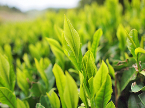 「緑茶・ウーロン茶・紅茶」をつくる際の違いって何なの？