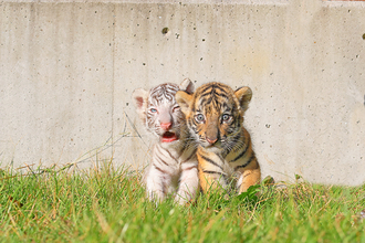 ベンガルトラの赤ちゃんも誕生！　「自由すぎる動物園」を始めたきっかけ