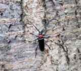 「街の桜が枯れていく…特定外来生物「クビアカツヤカミキリ」の被害が全国に拡大」の画像1
