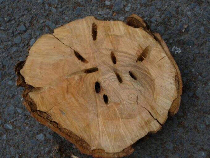 街の桜が枯れていく…特定外来生物「クビアカツヤカミキリ」の被害が全国に拡大