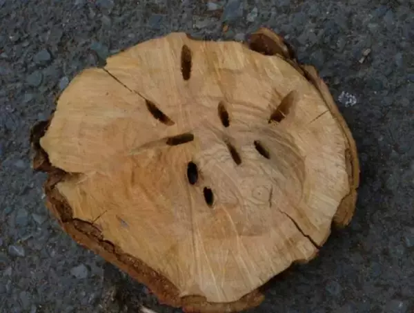 「街の桜が枯れていく…特定外来生物「クビアカツヤカミキリ」の被害が全国に拡大」の画像