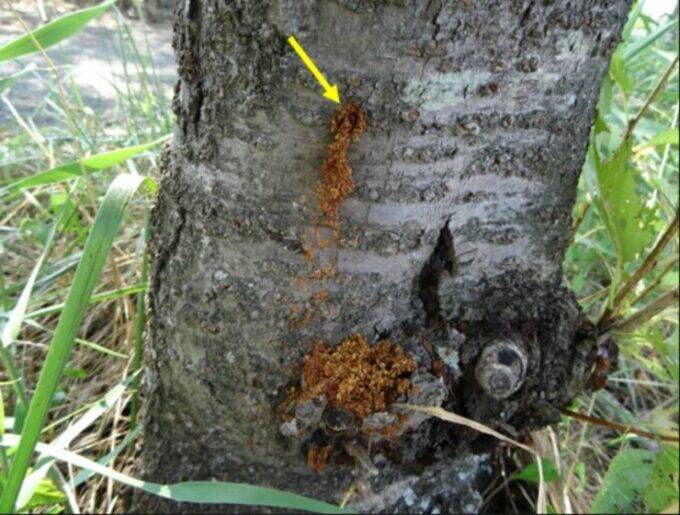 街の桜が枯れていく…特定外来生物「クビアカツヤカミキリ」の被害が全国に拡大