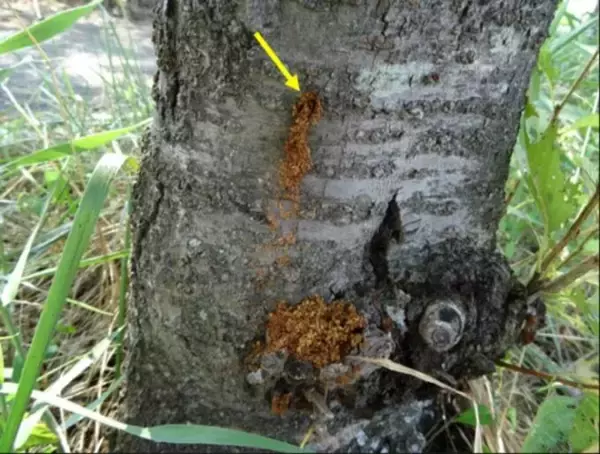 「街の桜が枯れていく…特定外来生物「クビアカツヤカミキリ」の被害が全国に拡大」の画像
