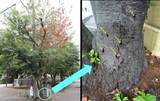 「街の桜が枯れていく…特定外来生物「クビアカツヤカミキリ」の被害が全国に拡大」の画像4