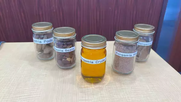 「“ひと粒で四度おいしい”出光興産が注目するSAF原料の救世主！？「ポンガミア」とは」の画像