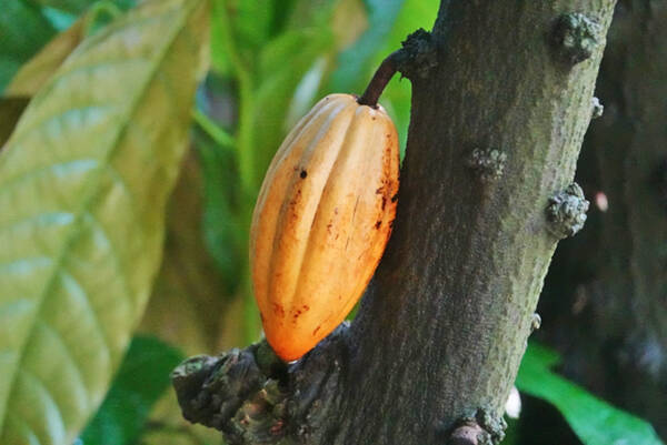 かつてカカオ豆からつくられていた ショコラトル って何 22年5月30日 エキサイトニュース
