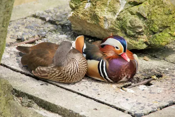 繁殖期を過ぎるとリセット？　オシドリが「夫婦でいる期間」はどれくらいか