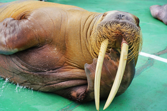 セイウチの「大きなキバ」って、何に使われるの？