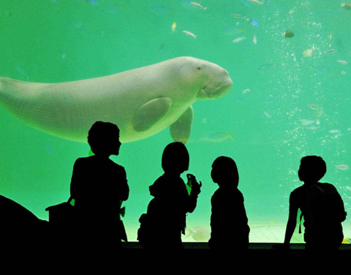 ジュゴンのどんな姿が 人魚 と勘違いされたの 22年3月21日 エキサイトニュース