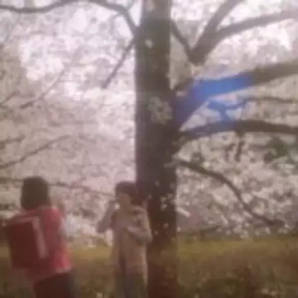 「『秒速5センチメートル』松村北斗×高畑充希、新海誠監督の不朽の名作を実写映画化」の画像