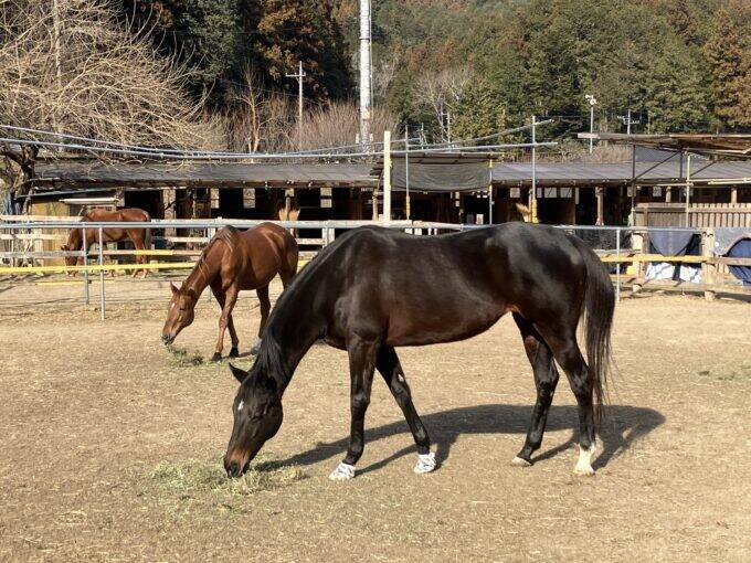 引退した競走馬が過ごす「養老牧場」　人と馬が支え合いながら生活する牧場の形
