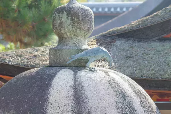 「カラスが導いた神の島？！　平清盛公も信仰した世界遺産、嚴島神社にてランパンプスが合格祈願！」の画像