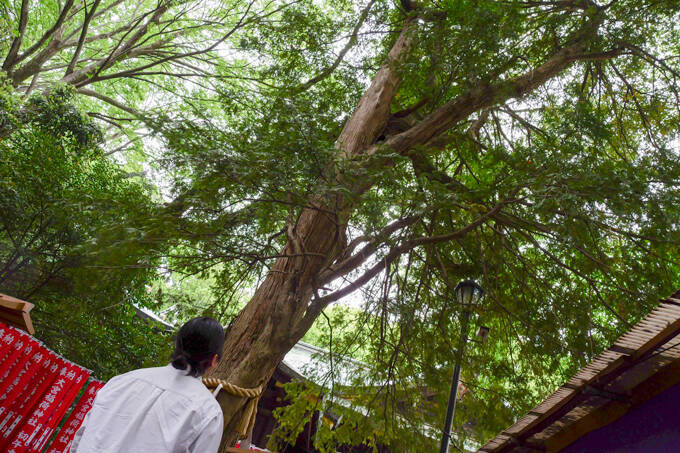 「小さいおじさん」の正体とは！？　東京のへそ・大宮八幡宮にてランパンプスが合格祈願！