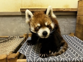 レッサーパンダ風太が国内最高齢の21歳に　千葉市動物公園　