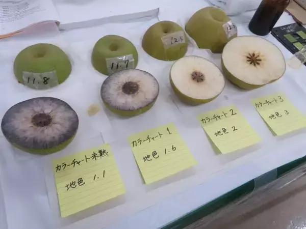 「茨城県産梨、統一目揃え会を開催　出来栄えは良好」の画像