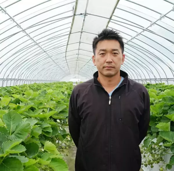 北海道で栽培される夏いちご　インストラクターから苺農家に転身した男性の物語