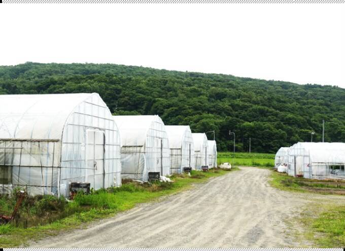 北海道で栽培される夏いちご　インストラクターから苺農家に転身した男性の物語