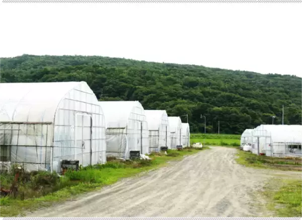 「北海道で栽培される夏いちご　インストラクターから苺農家に転身した男性の物語」の画像